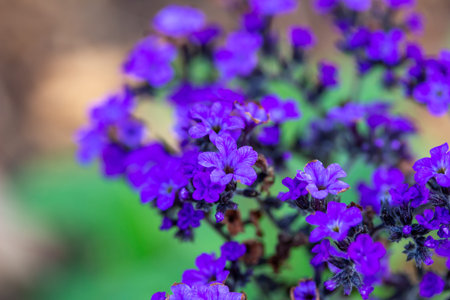 Macro view of tiny purple flower blossoms on an ornamental heliotrope plant in a sunny defocused...