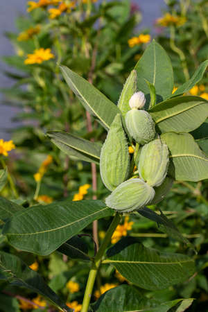 Close up view of developing seed pods on a common milkweed plant (asclepias) growing wild in a North American prairie meadowの写真素材