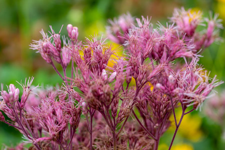Close up view of rose color Joe-Pye weed (eutrochium purpureum) flowers growing wild in a North...