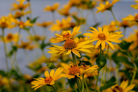 Close up view of golden yellow Smooth Oxeye wildflowers blooming along a lake shore. Also called Ox-eye, False Sunflower or Heliopsis.の写真素材