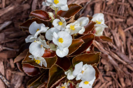Close up view of bright white wax begonia flowers growing in a sunny botanical garden with wood mulch background and copy spaceの写真素材