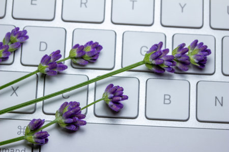 Close up view of sprigs of purple lavender herb flower buds brightening up a metallic gray computer...