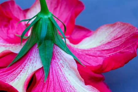 Beautiful bright red and white striped double blooming hibiscus flowerの写真素材