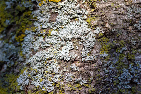 Full frame macro art abstract background of moss and lichen textures on the bark of a cherry tree in sunlight, with copy spaceの写真素材