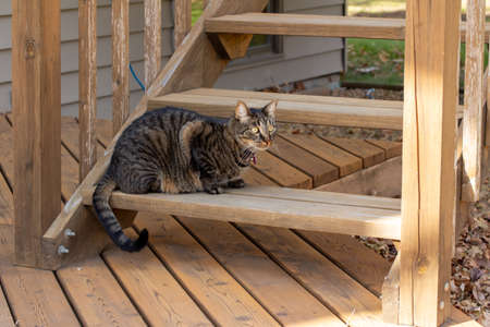 Close up view of a young gray and brown stripe pet tabby cat sitting on a cedar wood deck stairs, looking out over his back yardの写真素材