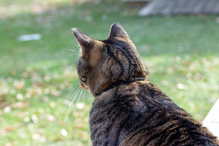 Close up backside view of a young gray and brown stripe pet tabby cat sitting on a cedar wood deck, looking out over his back yardの写真素材