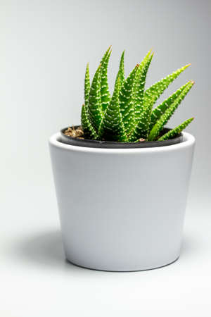 Close up abstract view of a small potted haworthia attenuata (zebra cactus) succulent houseplant in a white porcelain pot with a white backgroundの写真素材