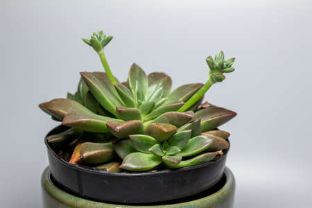 Close up view of a small potted Porcelain Plant (graptoveria) succulent houseplant in a white porcelain pot with white backgroundの写真素材