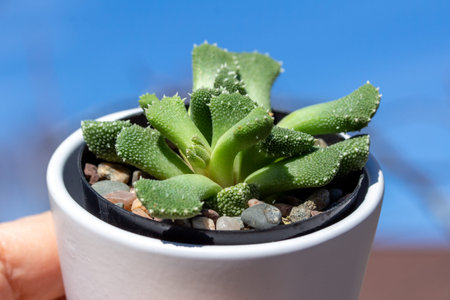 Close up view of a small potted Ice Plant (aloinopsis luckhoffii) succulent houseplant in a white...