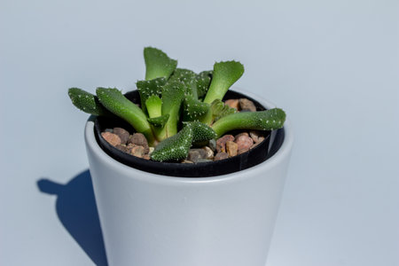 Close up view of a small potted Ice Plant (aloinopsis luckhoffii) succulent houseplant in a white porcelain pot with white backgroundの写真素材