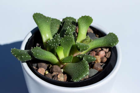 Close up view of a small potted Ice Plant (aloinopsis luckhoffii) succulent houseplant in a white porcelain pot with white backgroundの写真素材
