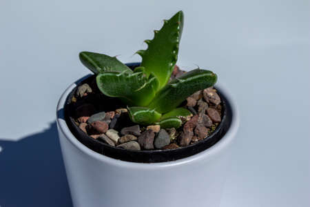 Close up view of a small potted Tiger Jaw (faucaria tigrina) succulent houseplant in a white porcelain pot with white background and natural sunlightの写真素材