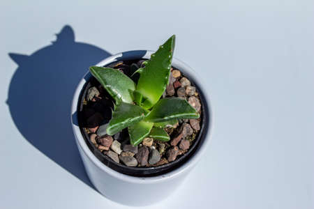 Close up view of a small potted Tiger Jaw (faucaria tigrina) succulent houseplant in a white porcelain pot with white background and natural sunlightの写真素材