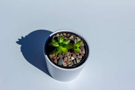 Close up abstract view of a small potted jet beads sedeveria succulent houseplant in a white porcelain pot with white background under bright sunlightの写真素材