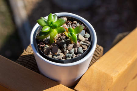Close up abstract view of a small potted jet beads sedeveria succulent houseplant in a white porcelain pot with defocused outdoor backgroundの写真素材