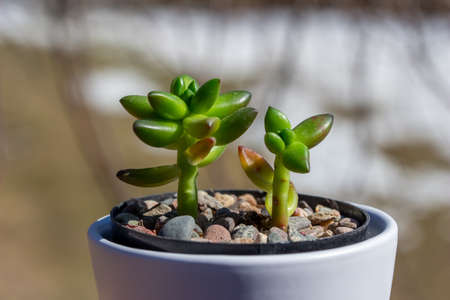 Close up abstract view of a small potted jet beads sedeveria succulent houseplant in a white porcelain pot with defocused outdoor backgroundの写真素材