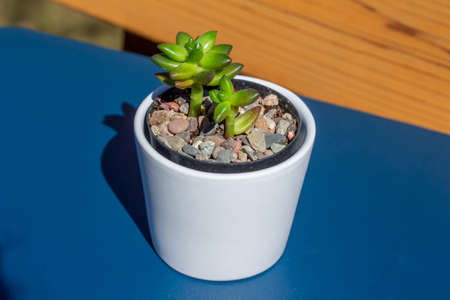 Close up abstract view of a small potted jet beads sedeveria succulent houseplant in a white porcelain pot with defocused outdoor backgroundの写真素材