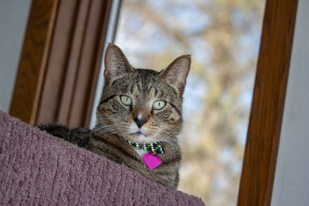 Close up portrait view of a cute gray tabby cat relaxing in an indoor carpeted cat tree platform, in front of a window with defocused outdoor view backgroundの写真素材