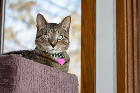 Close up portrait view of a cute gray tabby cat relaxing in an indoor carpeted cat tree platform, in front of a window with defocused outdoor view backgroundの写真素材