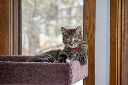 Close up portrait view of a cute gray tabby cat relaxing in an indoor carpeted cat tree platform, in front of a window with defocused outdoor view backgroundの写真素材