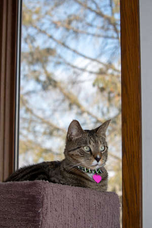 Close up portrait view of a cute gray tabby cat relaxing in an indoor carpeted cat tree platform, in front of a window with defocused outdoor view backgroundの写真素材