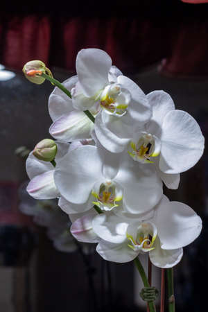 Macro abstract view of a cluster of beautiful white moth orchids (phalaenopsis) with a darkened interior backgroundの写真素材