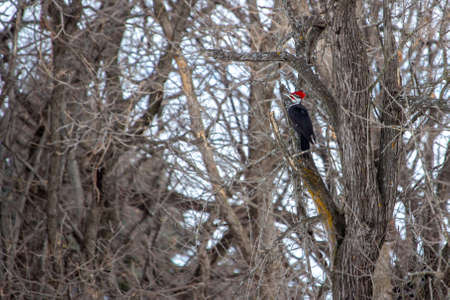 View of a large male pileated woodpecker perched onto an old Russian olive tree in a winter landscape of woodland treesの写真素材