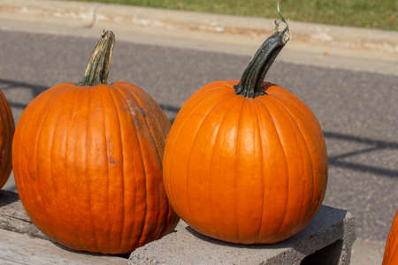 Rustic outdoor display view of freshly harvested large orange Jack O' Lantern size pumpkins with a neutral sunny backgroundの写真素材