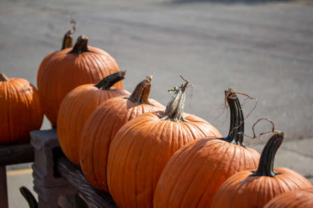 Rustic outdoor display view of freshly harvested large orange Jack O' Lantern size pumpkins with a neutral sunny backgroundの写真素材