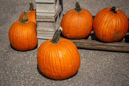 Rustic outdoor display view of freshly harvested large orange Jack O' Lantern size pumpkins with a neutral sunny backgroundの写真素材