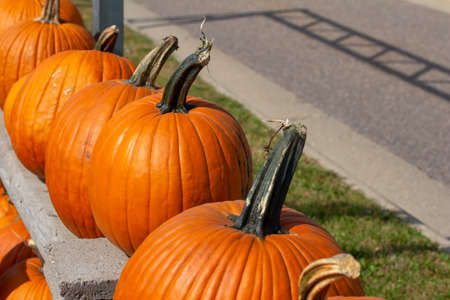 Rustic outdoor display view of freshly harvested large orange Jack O' Lantern size pumpkins with a neutral sunny backgroundの写真素材