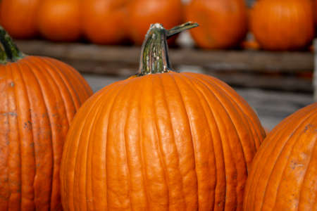 Close up outdoor texture view of freshly harvested large orange Jack O' Lantern size pumpkins with a sunny neutral backgroundの写真素材