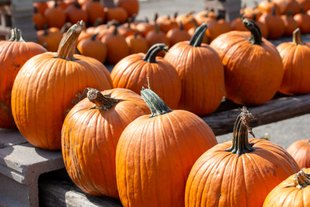 Close up outdoor texture view of freshly harvested large orange Jack O' Lantern size pumpkins with a sunny neutral backgroundの写真素材