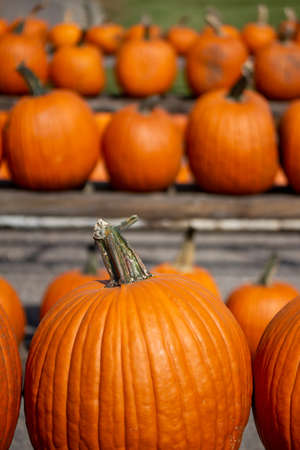Close up outdoor texture view of freshly harvested large orange Jack O' Lantern size pumpkins with a sunny neutral backgroundの写真素材