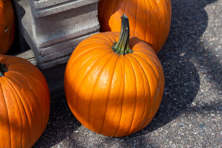 Close up outdoor texture view of freshly harvested large orange Jack O' Lantern size pumpkins with a sunny neutral backgroundの写真素材