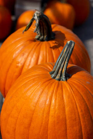 Close up outdoor texture view of freshly harvested large orange Jack O' Lantern size pumpkins with a sunny neutral backgroundの写真素材