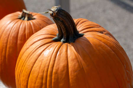 Close up outdoor texture view of freshly harvested large orange Jack O' Lantern size pumpkins with a sunny neutral backgroundの写真素材