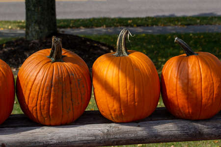Close up outdoor texture view of freshly harvested large orange Jack O' Lantern size pumpkins with a sunny neutral backgroundの写真素材