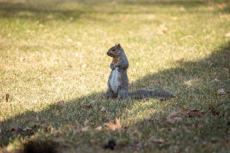 Close up view of a curious gray squirrel (Sciurus carolinensis) in a backyard tree, looking at the cameraの写真素材