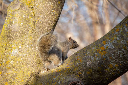 Close up view of a curious gray squirrel (Sciurus carolinensis) in a backyard tree, looking at the cameraの写真素材