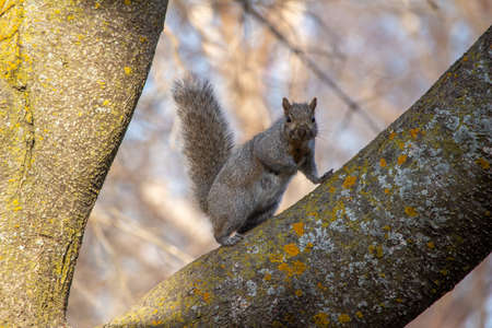Close up view of a curious gray squirrel (Sciurus carolinensis) in a backyard tree, looking at the cameraの写真素材