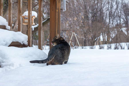 Close up landscape view of a brown and gray striped tabby cat exploring new deep snow in a back yard, following a winter blizzardの写真素材
