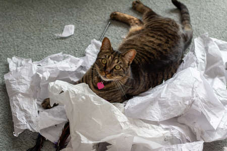 Close up view of a gray striped tabby cat playing with a pile of torn tissue paper on a carpeted floor, and looking at the cameraの写真素材
