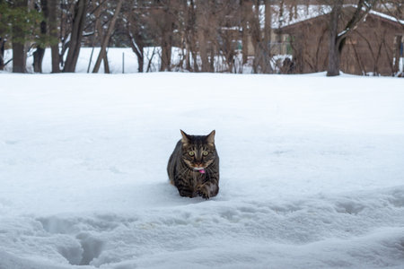 Close up landscape view of a brown and gray striped tabby cat exploring new deep snow in a back yard, following a winter blizzardの写真素材