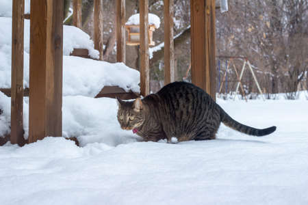 Close up landscape view of a brown and gray striped tabby cat exploring new deep snow in a back yard, following a winter blizzardの写真素材