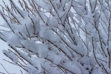 Full frame abstract texture background of heave snow accumulating on the branches of a deciduous bush during a winter blizzardの写真素材