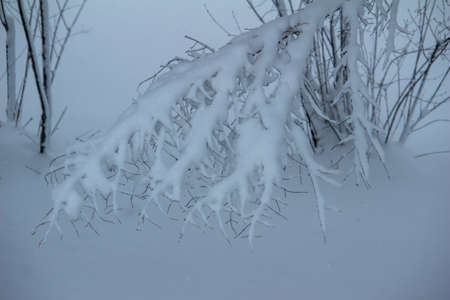 Full frame abstract texture background of heave snow accumulating on the branches of an evergreen tree during a winter blizzardの写真素材