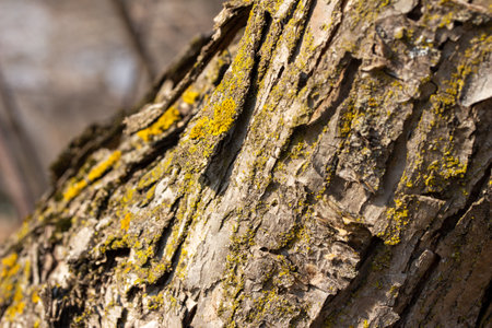 Macro abstract texture background of moss and lichen growing on a mature crabapple (malus) tree in springtime sunlightの写真素材