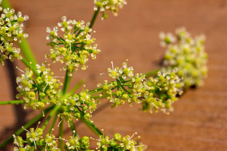 This image shows a macro texture view of delicate lacy flower blossoms on s parsley herb plant, with defocused cedar wood background and copy space.の写真素材