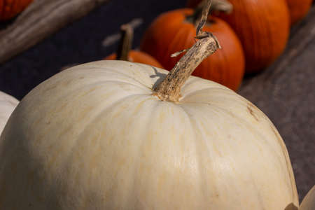 Full frame close up view of large ripe white Jack O' Lantern size pumpkins with defocused outdoor background and copy spaceの写真素材